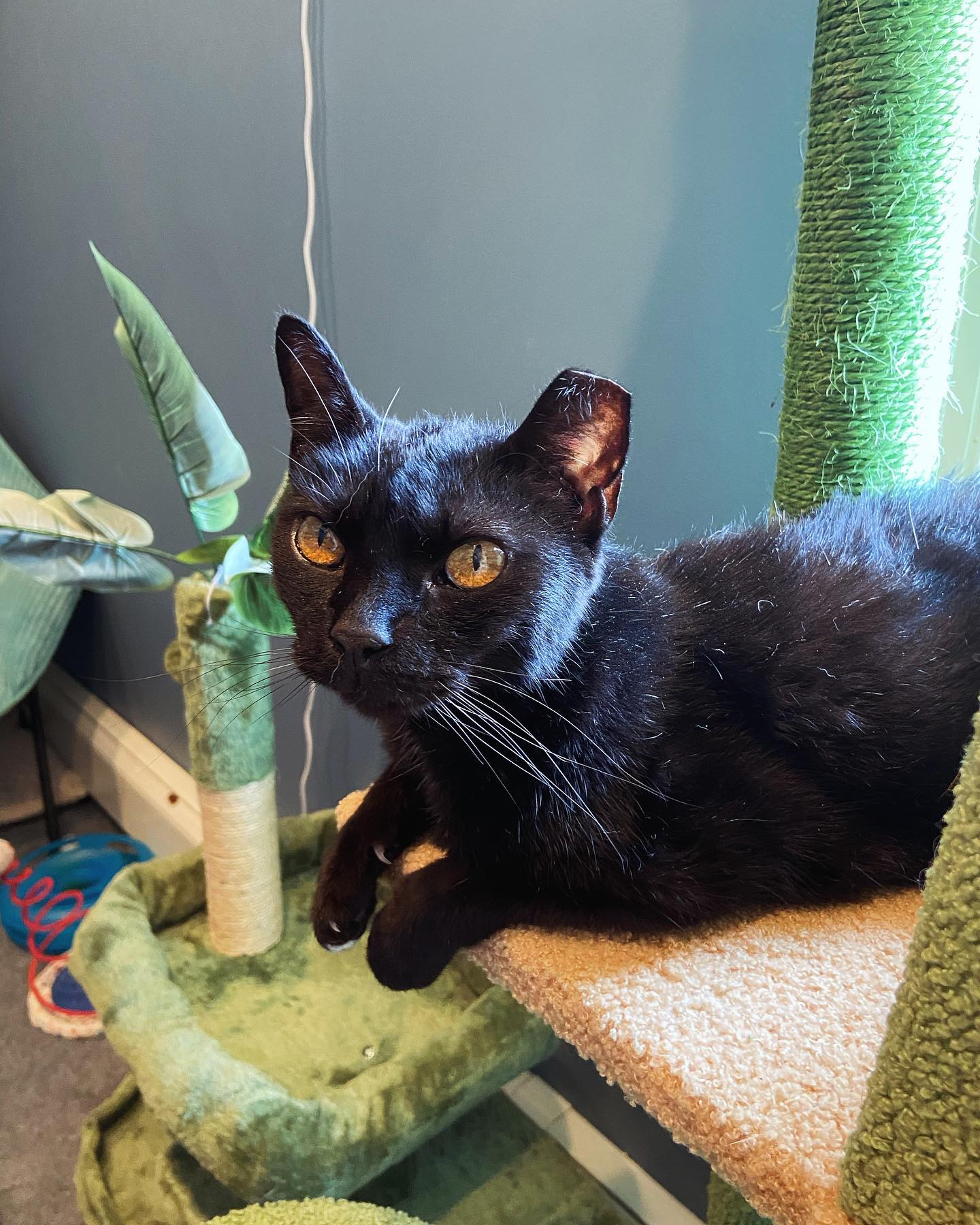 Dolores is enjoying hot girl summer on her new tropical tower in the air conditioning! 